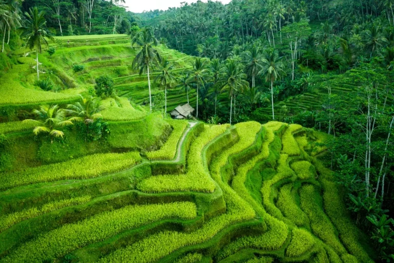 Tegalalang Rice Terrace