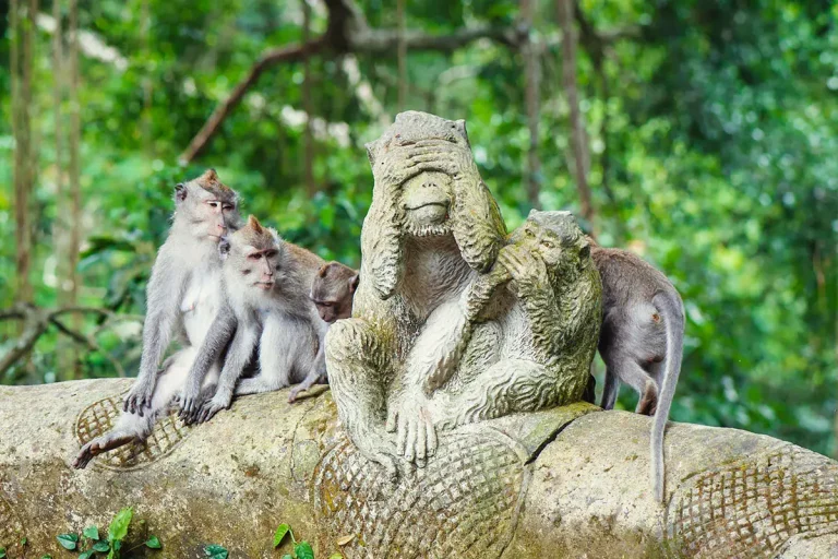 Monkey Forest Ubud Bali
